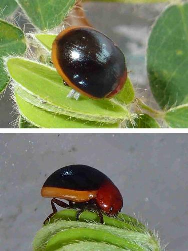 Réf. 222 833 : Phaedonia inclusa